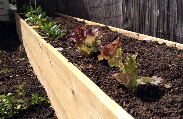 Back Garden Bed Lettuce