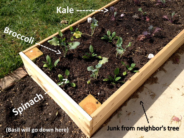 Middle Garden Bed Plants