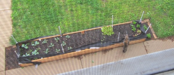 Cat in Middle Garden Bed