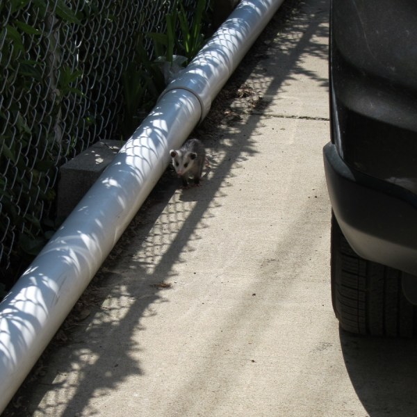 Driveway Possum