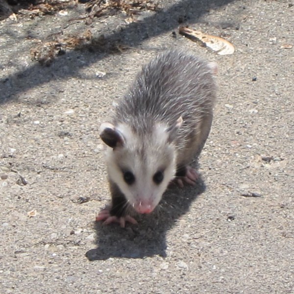 Driveway Possum