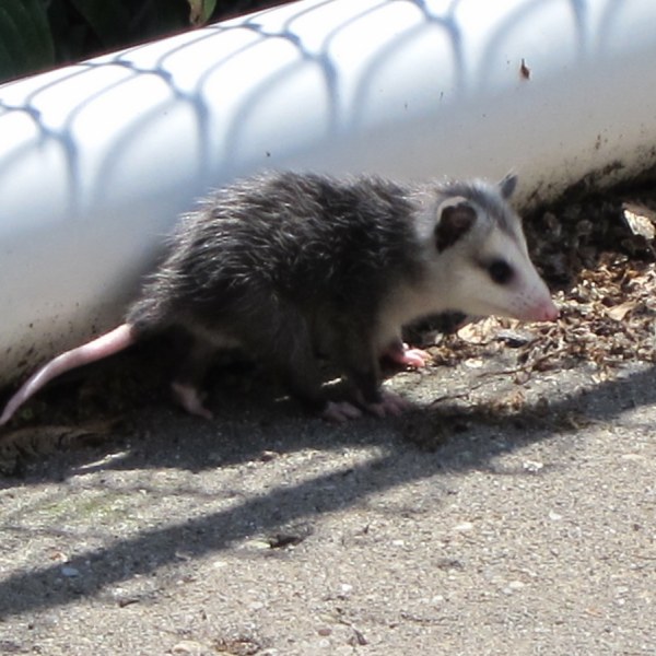 Driveway Possum