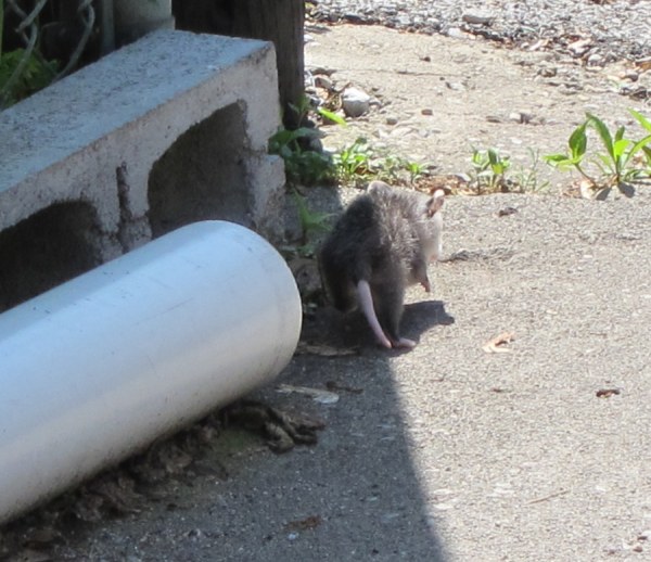Driveway Possum