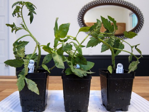 Burpee Tomato Plants