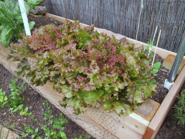 Red Fire Lettuce