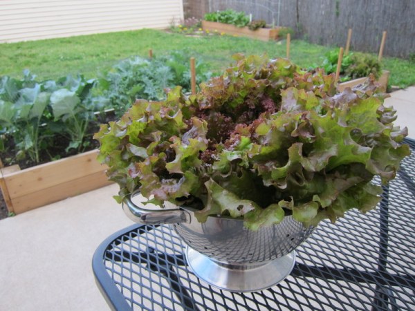 Red Fire Lettuce