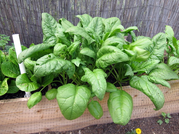 Lettuce Week: Wednesday