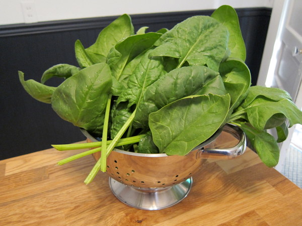 Garden Spinach