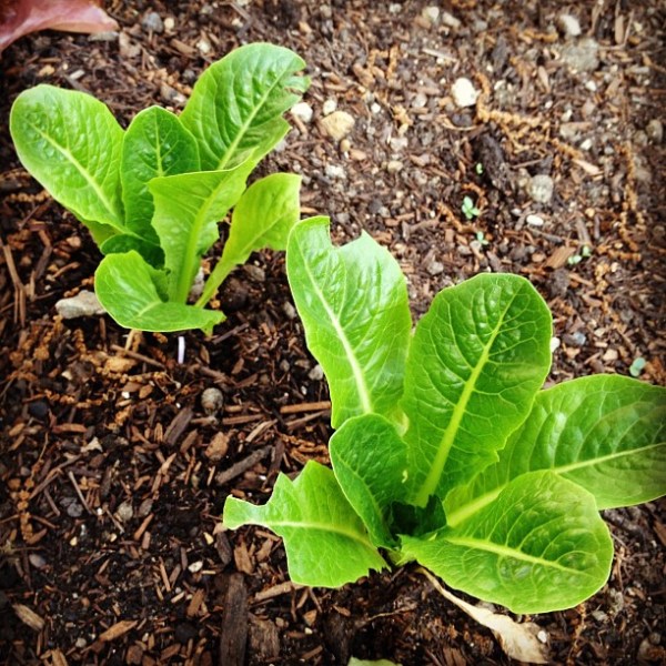 Rabbit-Chewed Lettuce
