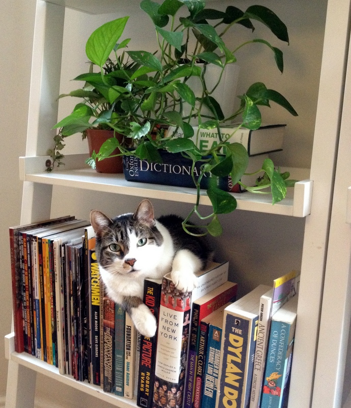 Cat Concessions: Plants and&nbsp;Upholstery