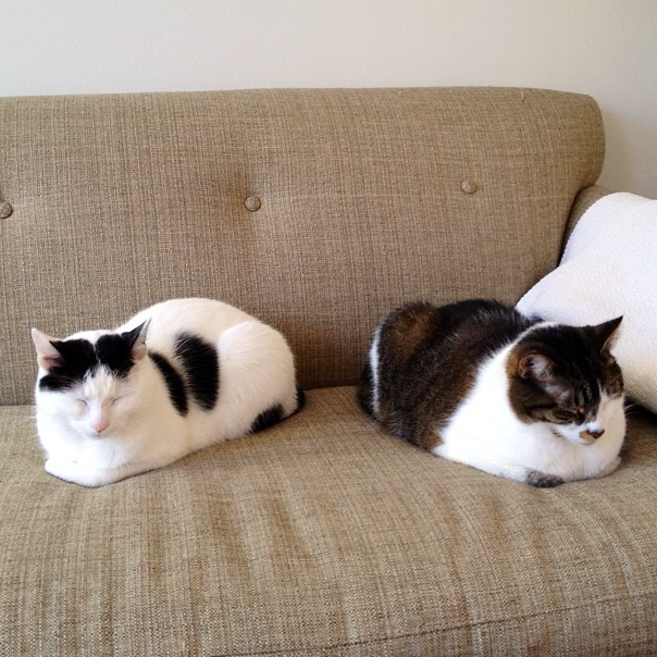 Twin Catloafs