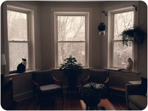 Cats in Bay Windows