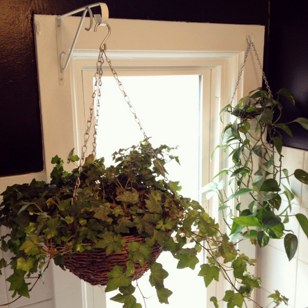 Hanging Plants in the Bathroom