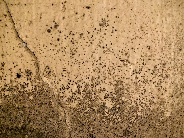 Basement Mold.JPG