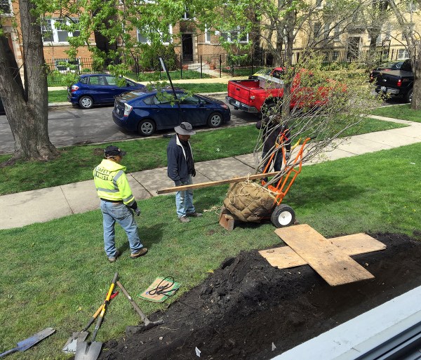 Serviceberry Planting.JPG