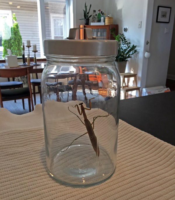 Praying Mantis.JPG