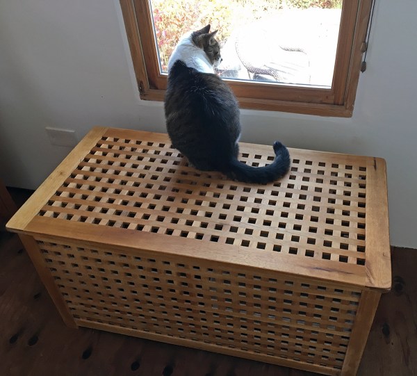 Lola on Top of Litter Box Trunk.JPG