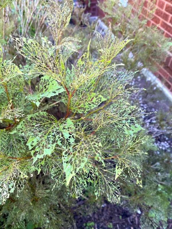 Cranberry Virburnum Beetle