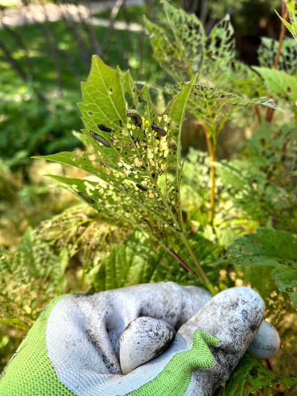 Cranberry Virburnum Beetles