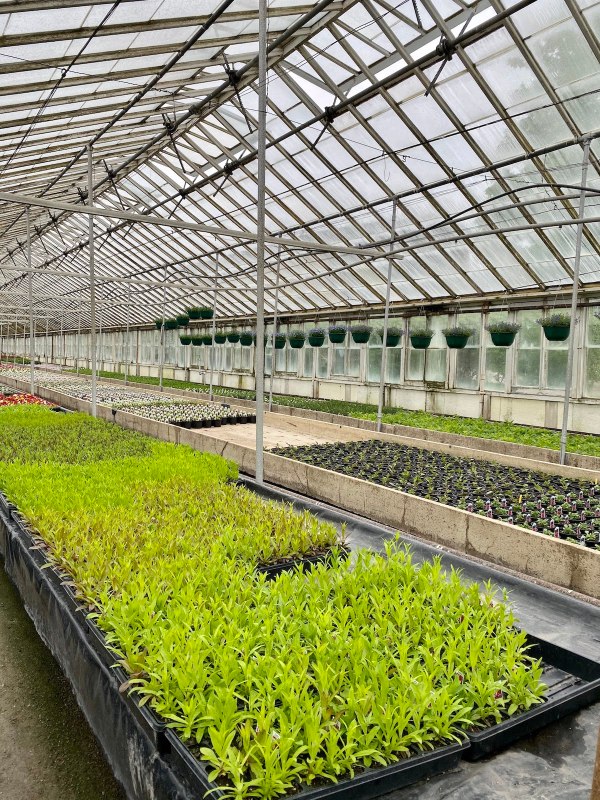 Greenhouse2