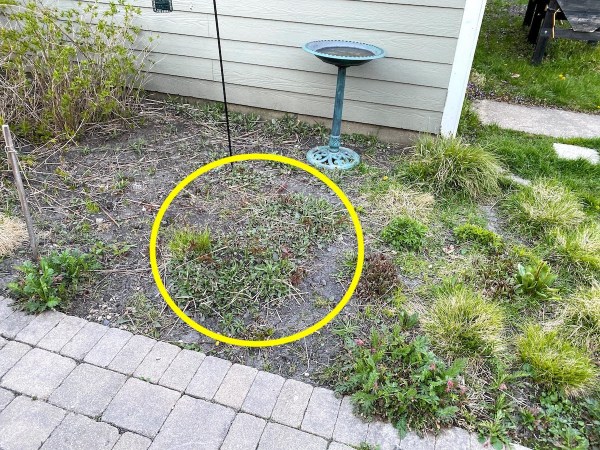 Backyard Garden Early Spring