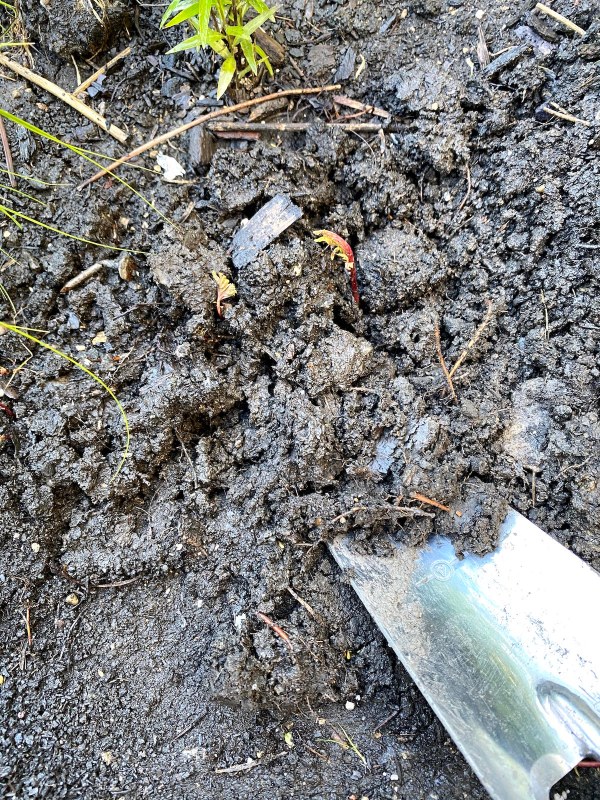 Digging Up Queen of the Prairie